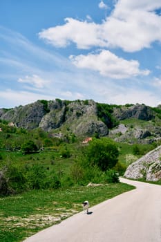 Dog walks along the road near a green slope. High quality photo