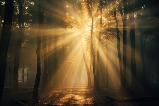 Bright sun rays shine between the trees in the forest.