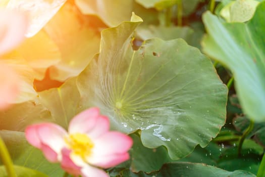 A pink lotus flower sways in the wind, Nelumbo nucifera. Against the background of their green leaves. Lotus field on the lake in natural environment