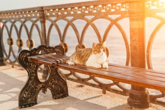 Gray striped cat resting on park stairs, basking in the sun, waking up, and yawning. Pet relaxation. Slow motion