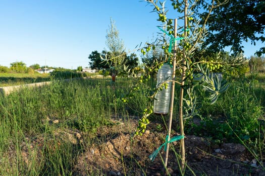 Small olive tree in full growth in a crop field under the blue summer sky.