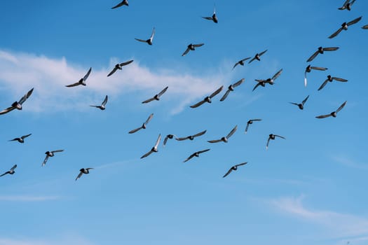 Flock of pigeons flies high in the blue sky. High quality photo
