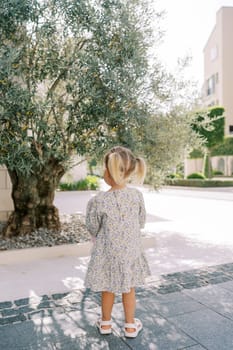 Little girl stands in the yard and looks at a small olive tree. Back view. High quality photo
