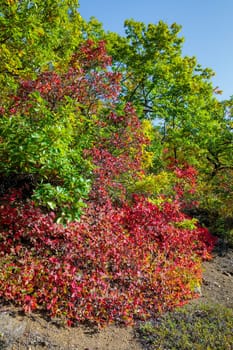 A bright autumn tree in all its glory