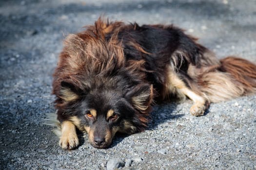 A dog with a thick coat relaxes under the rays of the bright sun, radiating peace and tranquility