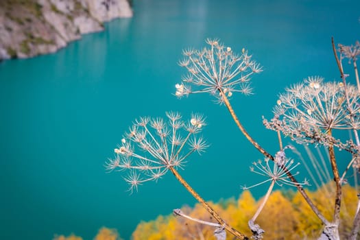 Autumn plants on the background of a mountain reservoir create amazing landscapes in autumn light
