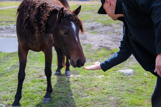 A calm moment in the mountains: a man wins the heart of a wild horse by feeding it from the palm of his hand