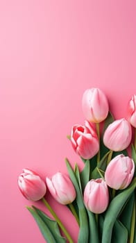 Pink tulips on the pink background. Flat lay, top view. Valentines background. Vertical AI