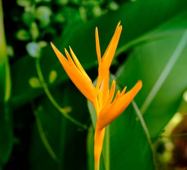 orange tropical foliage flower over blur nature background
