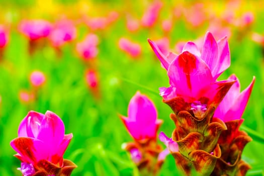 pink flower Wild siam tulips blooming nature background