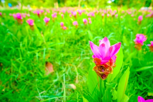 pink flower Wild siam tulips blooming nature background