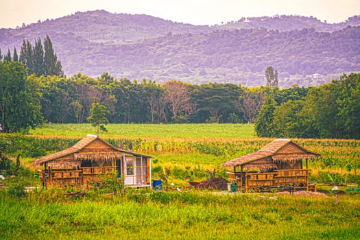 Village farm house  rural house. farmer house blue sky green village hut.