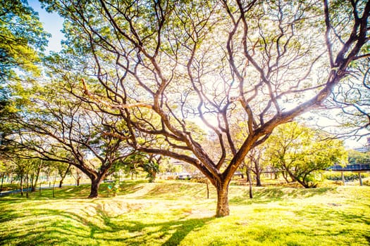 Beautiful trees in a park with Sunlight in early morning