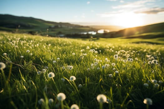 Idyllic rural landscape of grassy meadow field with dandelion flowers on sunset