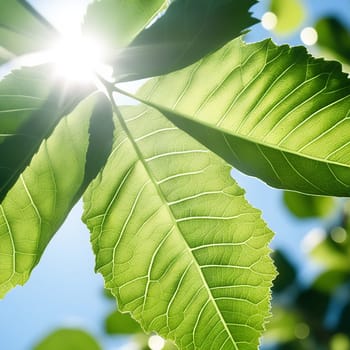 Close-Up of a Radiant Leaf