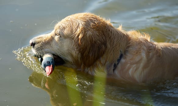Golden Retriever Dog Holding Duck Toy And Swimming In River. Wet Labrador Doggy Pet In Lake Water With Toy Bird