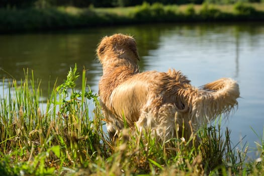 Wet Golden Retriever Swimming In River Outdoors, Back View