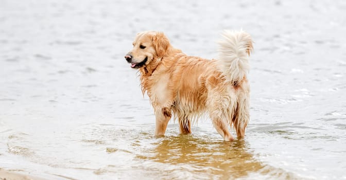 Beautiful golden retriever dog walking on the beach.