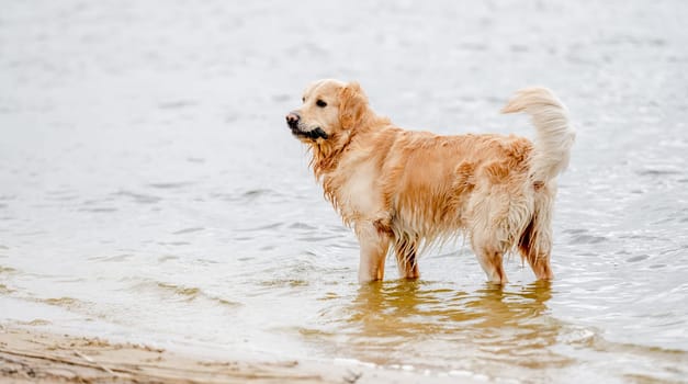 Beautiful golden retriever dog on the beach. Playing with wooden stick