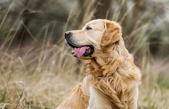 Adorable Golden Retriever dog outdoors in autumn