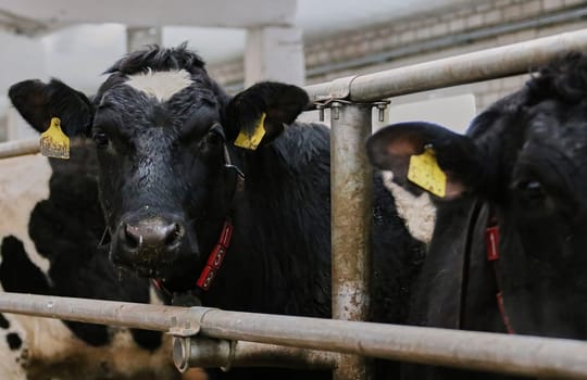 The head of a black and white cow in a paddock on a dairy farm, the cow eats hay.