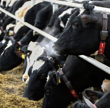 The head of a black and white cow in a paddock on a dairy farm, the cow eats hay.