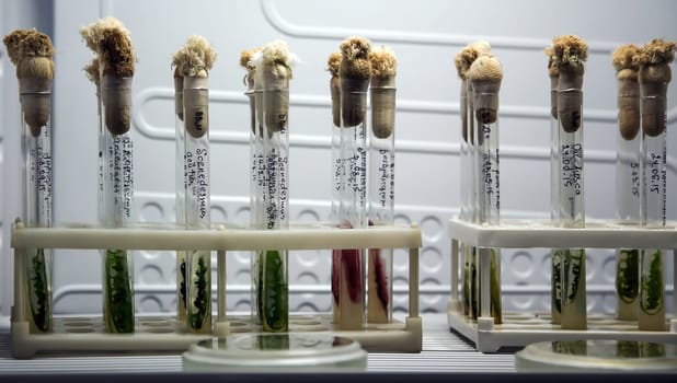 Green fresh plant in a glass test tube in the laboratory in the refrigerator. Genetically modified plants in a real laboratory.