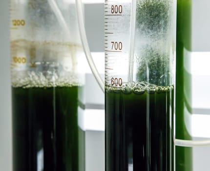 Green fresh plant in a glass test tube in the laboratory in the refrigerator. Genetically modified plants in a real laboratory.