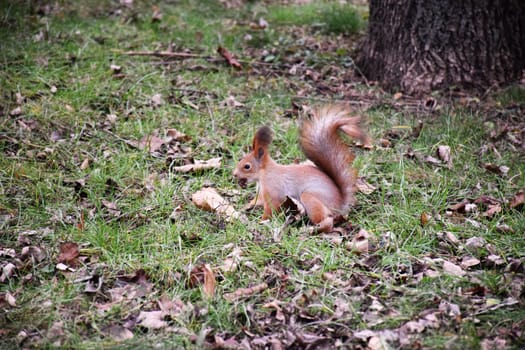 Autumn scene with a cute red squirrel. Sciurus vulgaris. Europeasn squirrel sitting on the stree