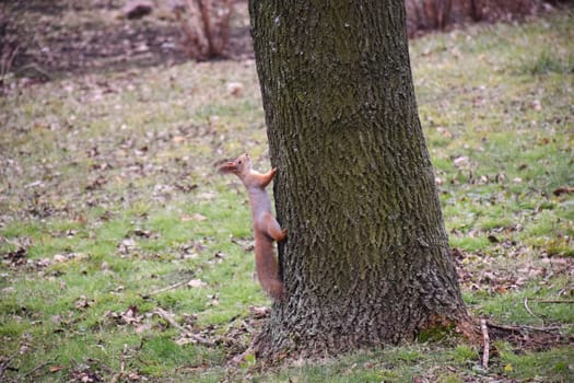 Autumn scene with a cute red squirrel. Sciurus vulgaris. Europeasn squirrel sitting on the stree