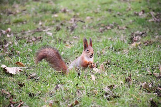 Autumn scene with a cute red squirrel. Sciurus vulgaris. Europeasn squirrel sitting on the stree