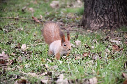 Autumn scene with a cute red squirrel. Sciurus vulgaris. Europeasn squirrel sitting on the stree