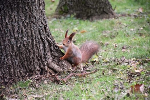 Autumn scene with a cute red squirrel. Sciurus vulgaris. Europeasn squirrel sitting on the stree