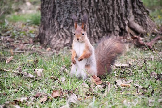 Funny red squirrell standing in the forest like Master of the Universe. Comic animal