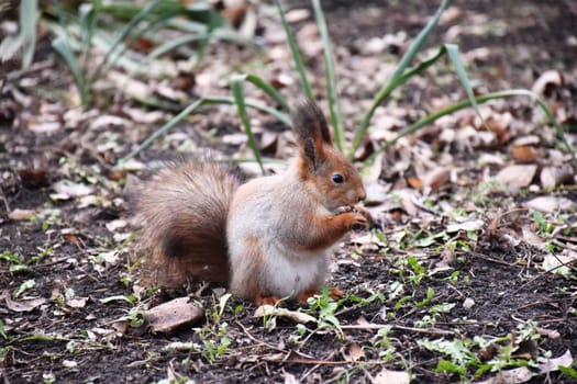 Funny red squirrell standing in the forest like Master of the Universe. Comic animal