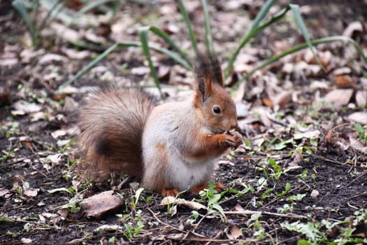 Funny red squirrell standing in the forest like Master of the Universe. Comic animal