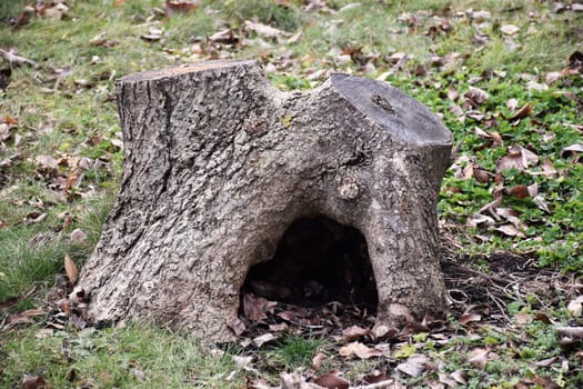 The hollow in the old tree, winter forest. Bird nest, housing for squirrels. Serves nest for birds and shelter for animals. Selective focus, shallow depth of field