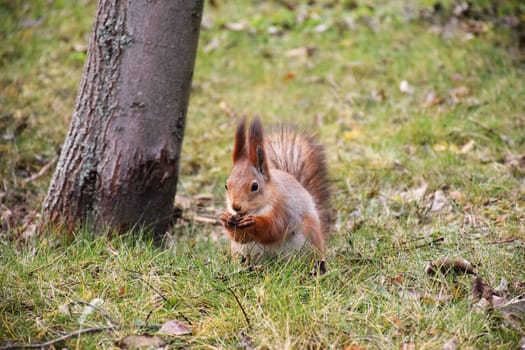 Funny red squirrell standing in the forest like Master of the Universe. Comic animal