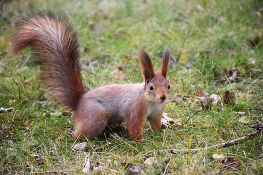 Funny red squirrell standing in the forest like Master of the Universe. Comic animal