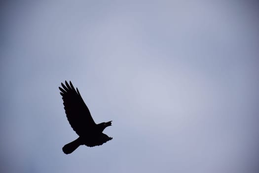 Bird beautiful flying raven Corvus corax North Poland Europe