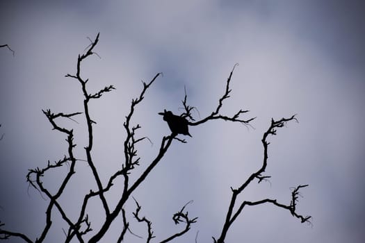 Bird beautiful flying raven Corvus corax North Poland Europe