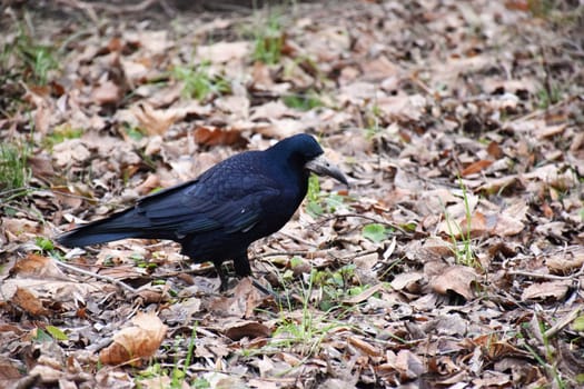 Bird beautiful flying raven Corvus corax North Poland Europe