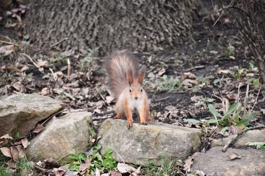 Autumn scene with a cute red squirrel. Sciurus vulgaris. Europeasn squirrel sitting on the stree stump.