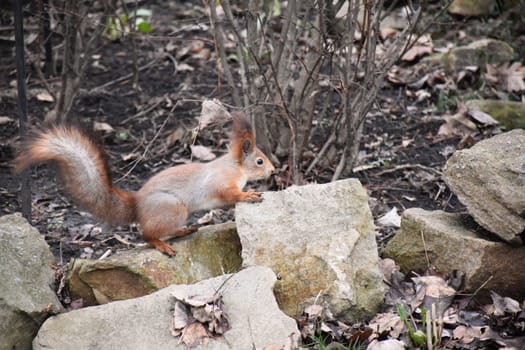 Autumn scene with a cute red squirrel. Sciurus vulgaris. Europeasn squirrel sitting on the stree stump.