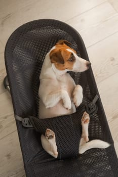 A Jack Russell Terrier dog lies in a children's lounge chair. Vertical photo