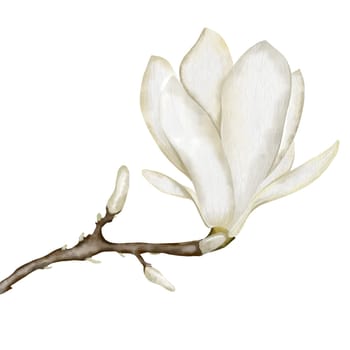 Watercolor white magnolia flower isolate on a white background. Hand painted illustration of blooming. Drawing for wedding invitations or cards. High quality photo