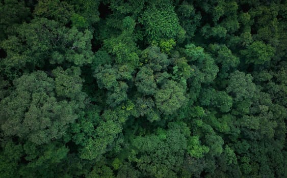 Aerial top view of green trees in forest. Drone view of dense green tree captures CO2. Green tree nature background for carbon neutrality and net zero emissions concept. Sustainable green environment.