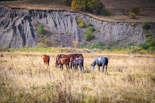 Wild horses in their natural surroundings among the mountains, embodying the power and beauty of the wild