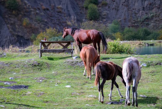 Majestic wild horses run freely among the mountain peaks, embodying the strength and beauty of the wild