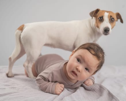 Portrait of a baby lying on his stomach and a Jack Russell Terrier dog